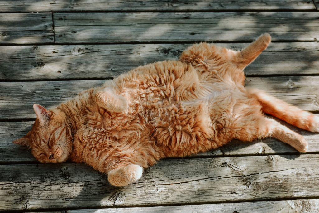 Best Names for orange Cats