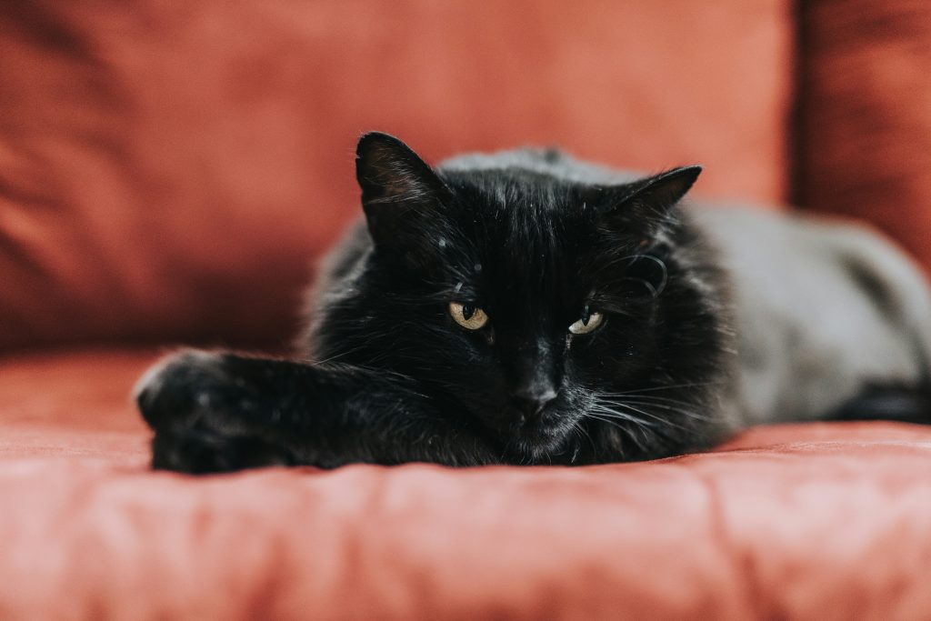 Best Names for Black Cats