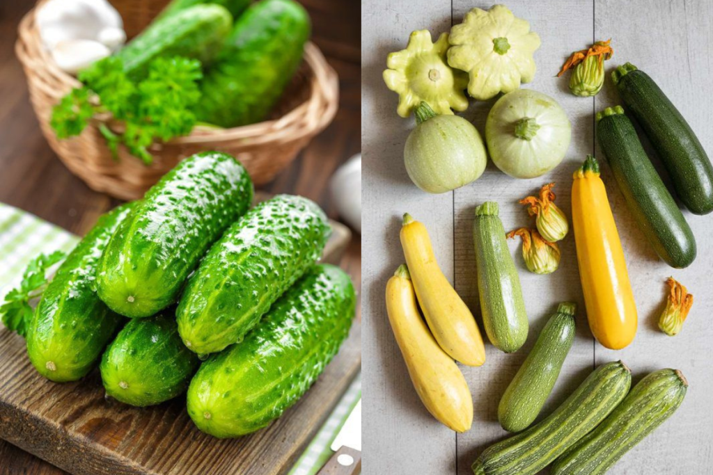 Cucumber vs Zucchini