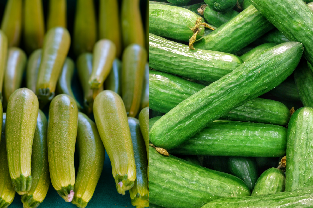 Cucumber vs Zucchini