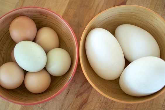 Duck Eggs vs Chicken Eggs