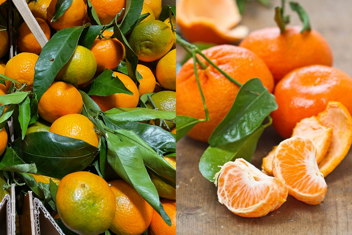 Mandarin vs Clementine