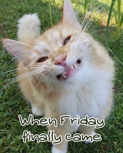 Happy Friday Funny Images